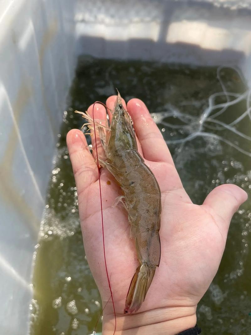 探寻京口水产市场的繁荣与变迁
