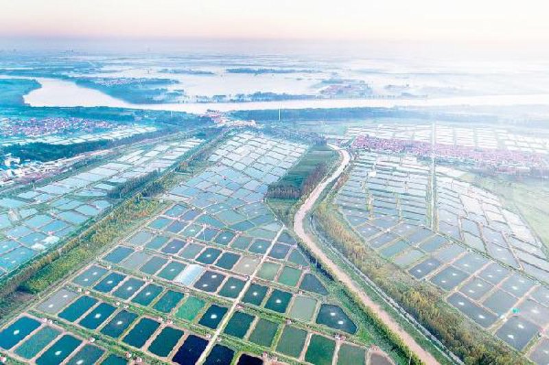 镇江水产品的市场活力与批发前景